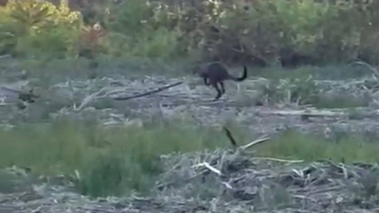 De ontsnapte wallaby. 