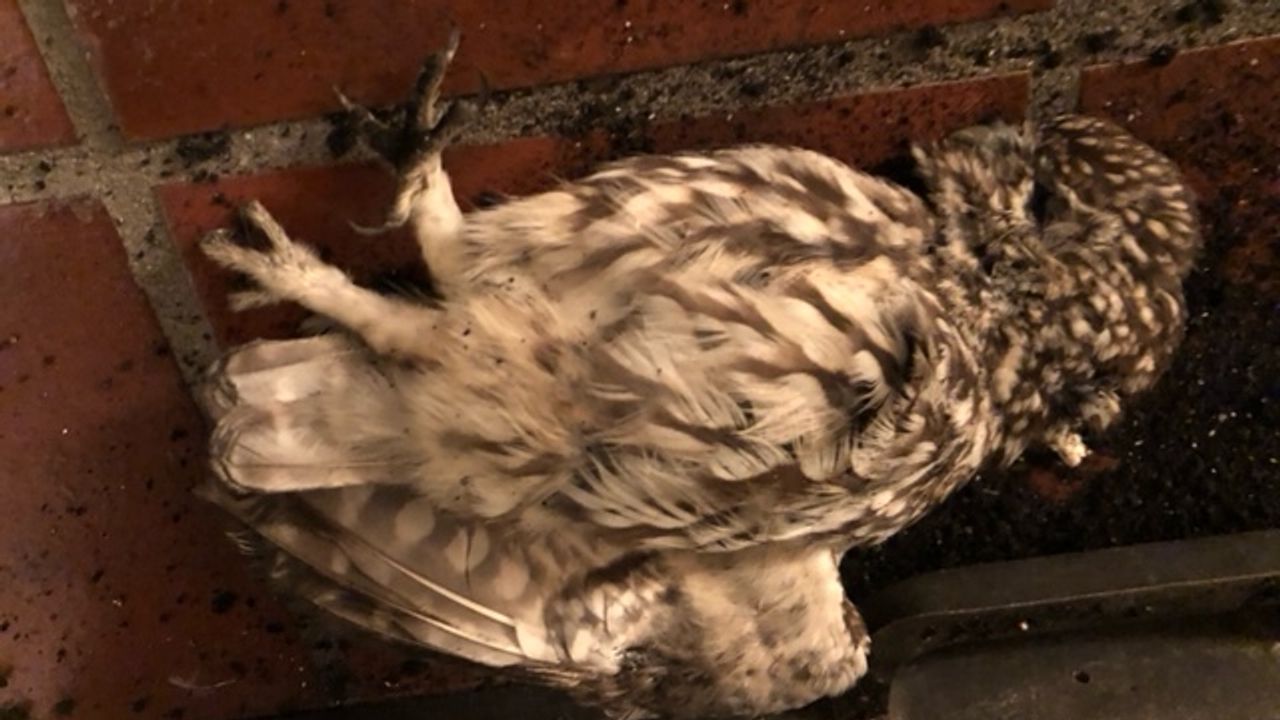 Een overleden steenuiltje (Foto: Leonie Bruggink).