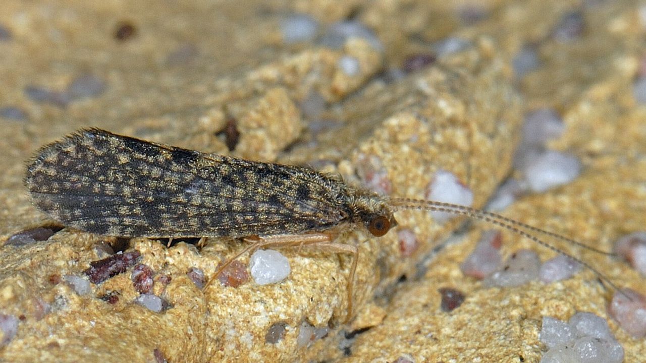 Een schietmot (Foto: Ab Baas).