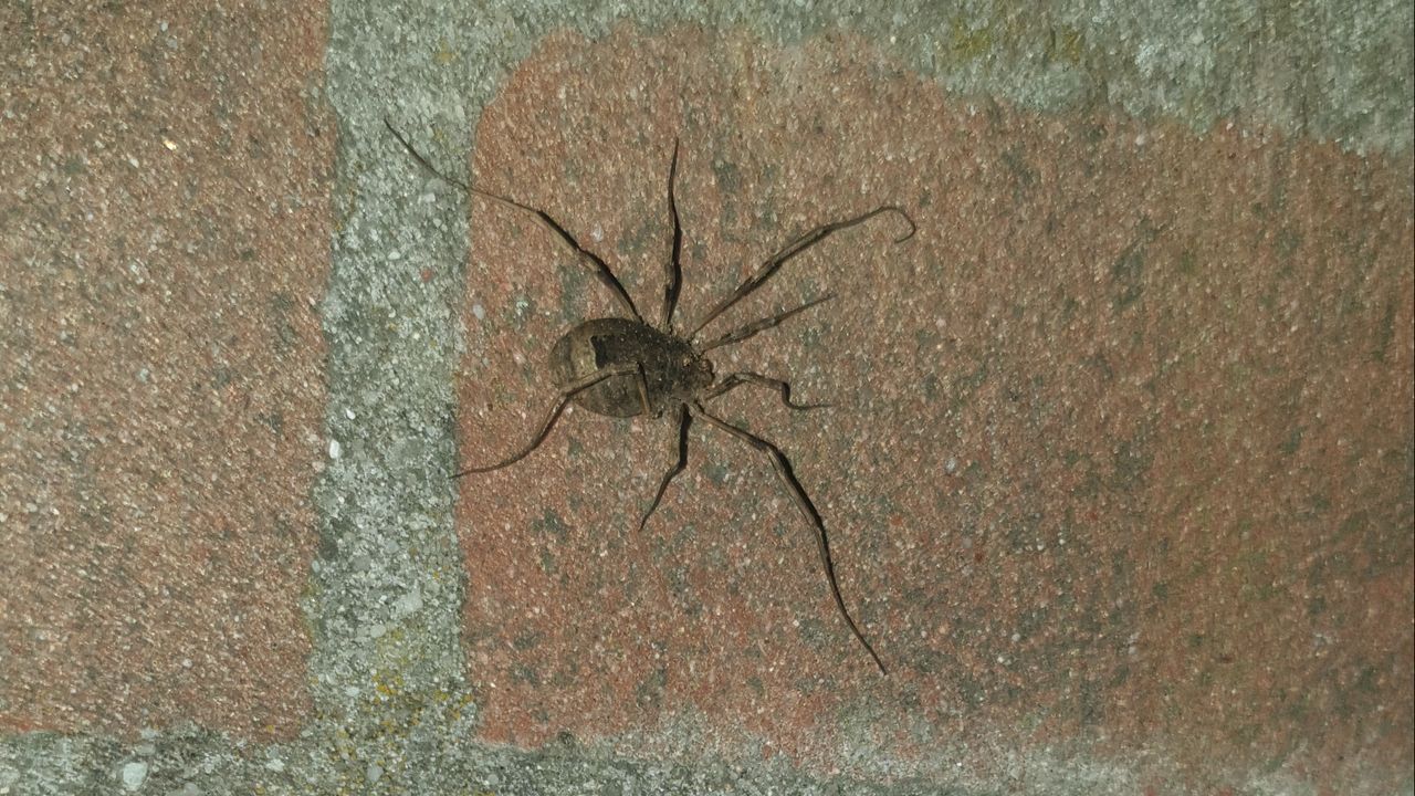 Het 'beestje op de muur' bij Gerard (Foto: Gerard Jumpertz).