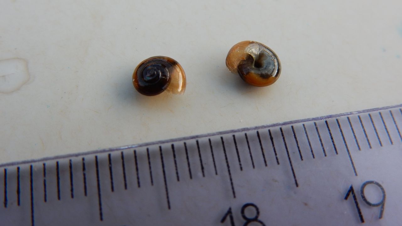 De minuscule slakjes die Theo in zijn tuinkamer ziet (Foto: Theo de Rover).