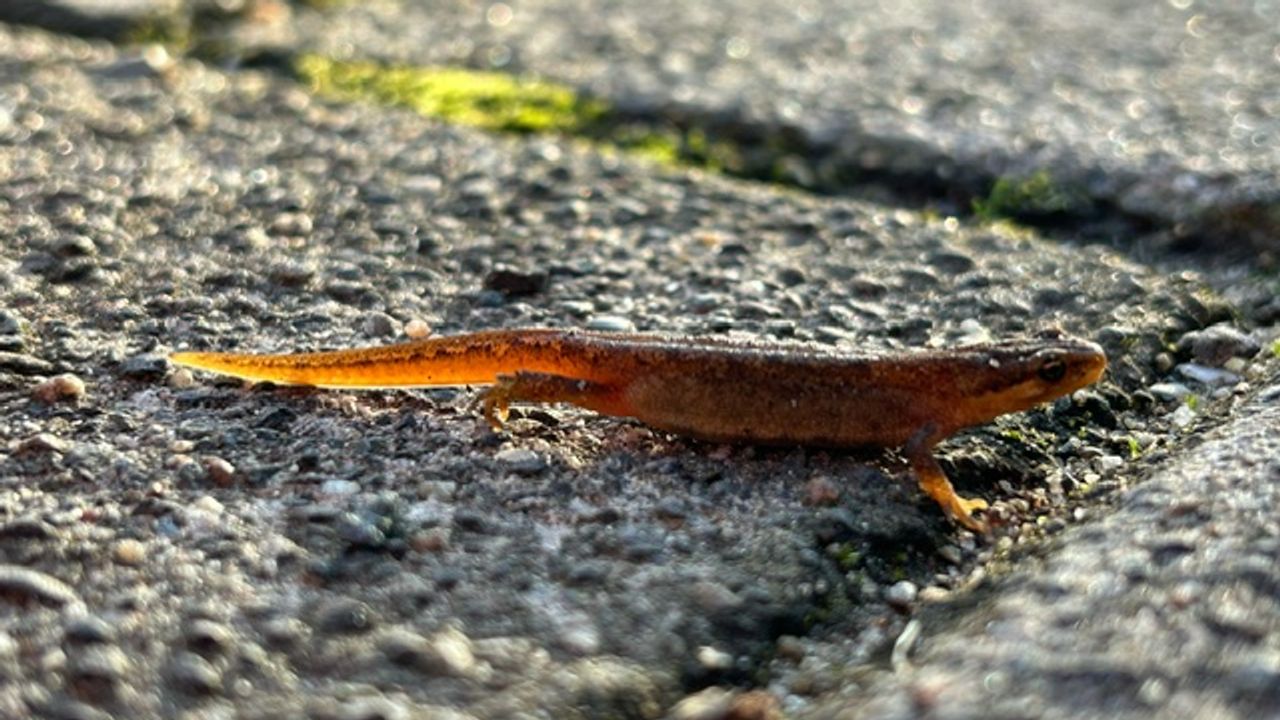 De Tilburgse salamander werd gespot in de wijk Blaak (Foto: Yvette van Baarle).