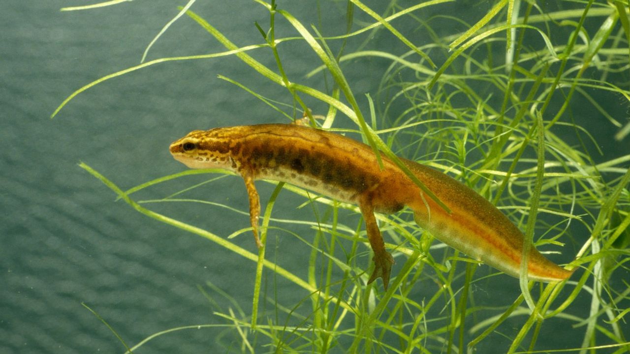 Een vinpootsalamander (Foto: Saxifraga Kees Marijnissen).