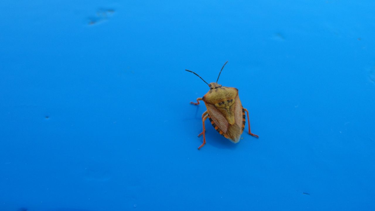 De vreemd 'kever' op Kreta (Foto: Kees Konings).