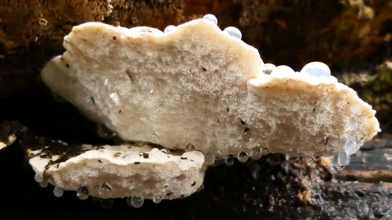 Die druppels onder aan de zwam zijn waarschijnlijk guttatiedruppels.  (foto: José van Poppel)