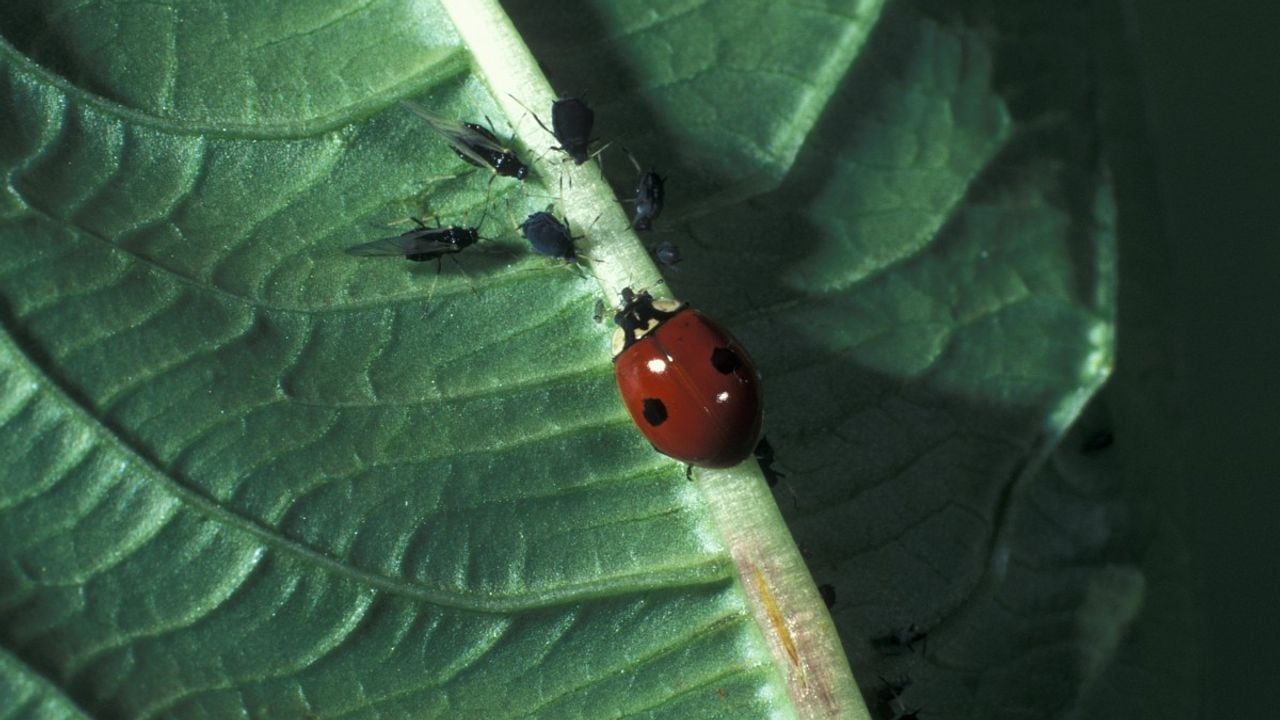Lieveheersbeestjes met twee stippen komen hier van origine voor. (foto: Saxifraga Frits Bink)