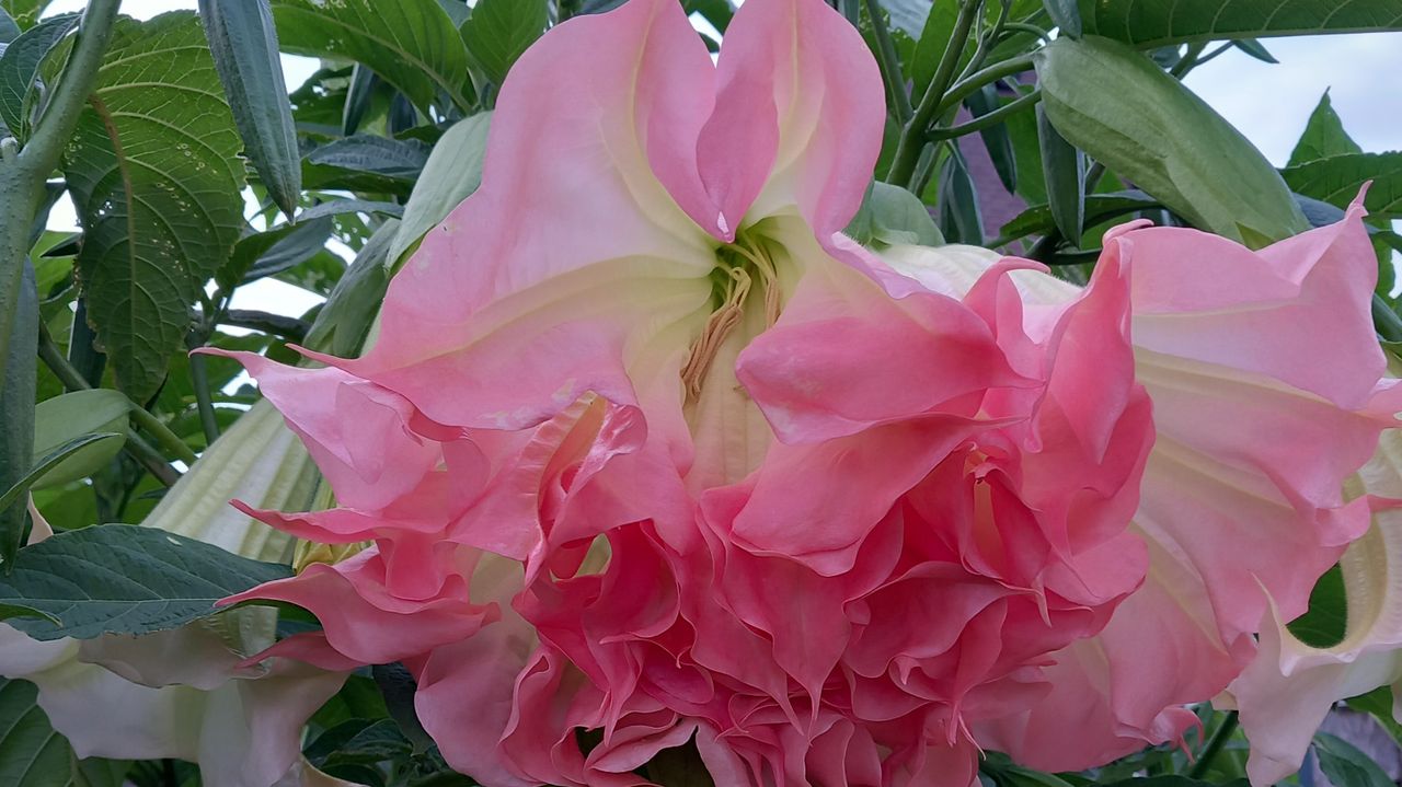 Grote bloem in de tuin Datura (Foto Wilma Franssen)