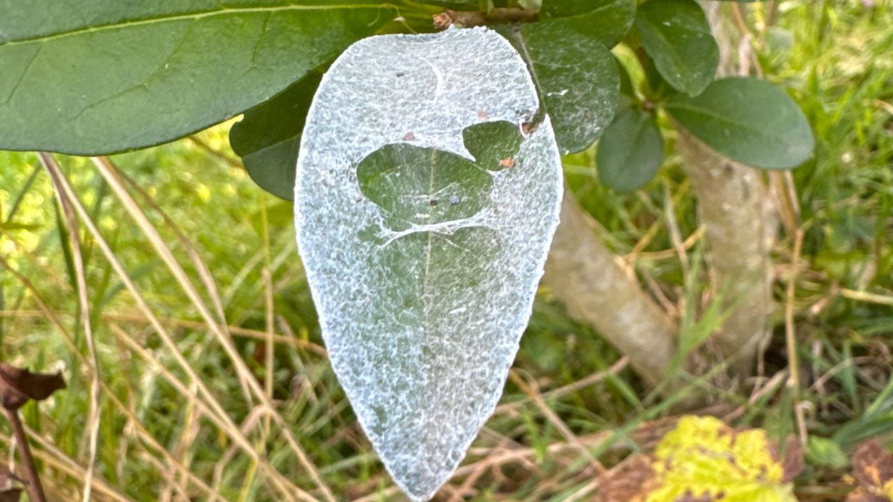 Van welke spin is dit spinsel? (foto: Sjaak Mestrum)