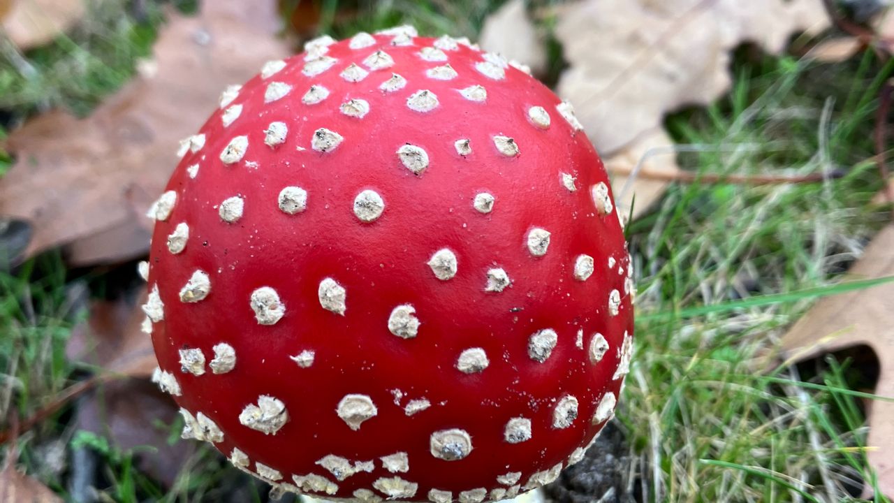 Mooie opkomende vliegenzwam (foto: Joep Leijendekkers)