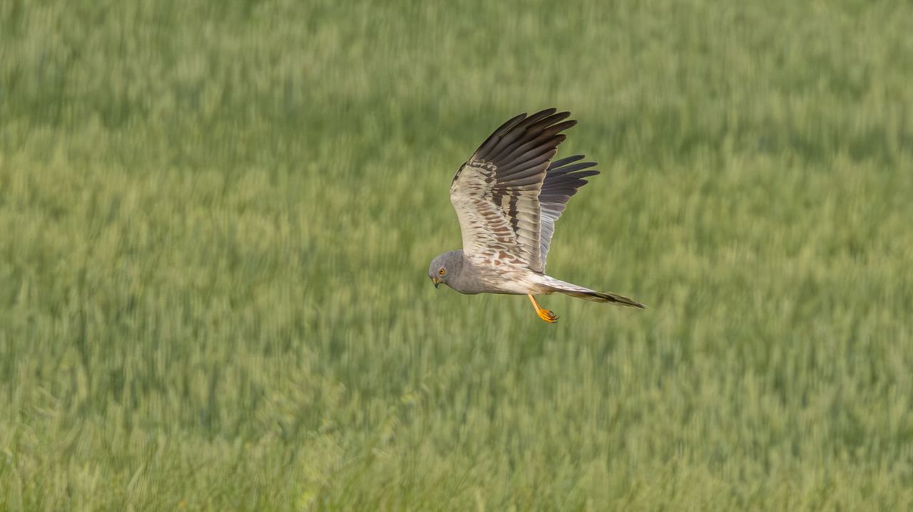 Grauwe Kiekendief (foto; IVN Uden Vogelwacht Uden) 
