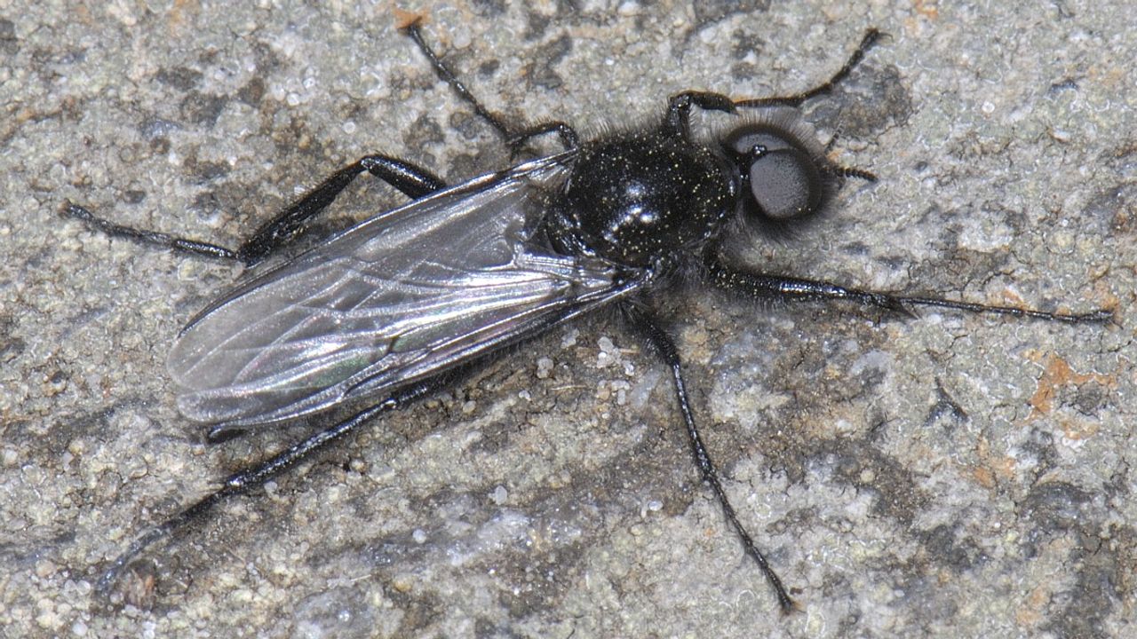 De maartse vlieg. (foto: Saxifraga Ab H Baas)