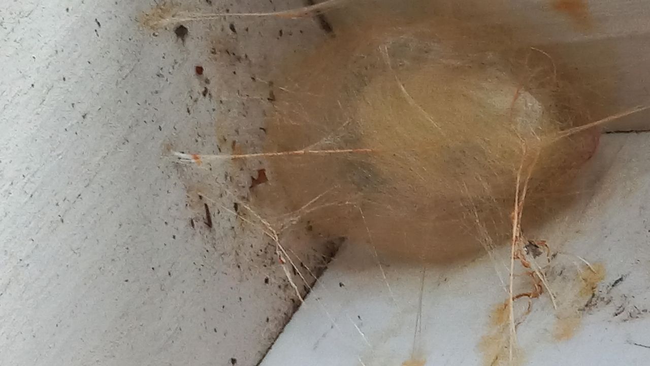 Cocon van een kruisspin  (foto: Els Thomassen)