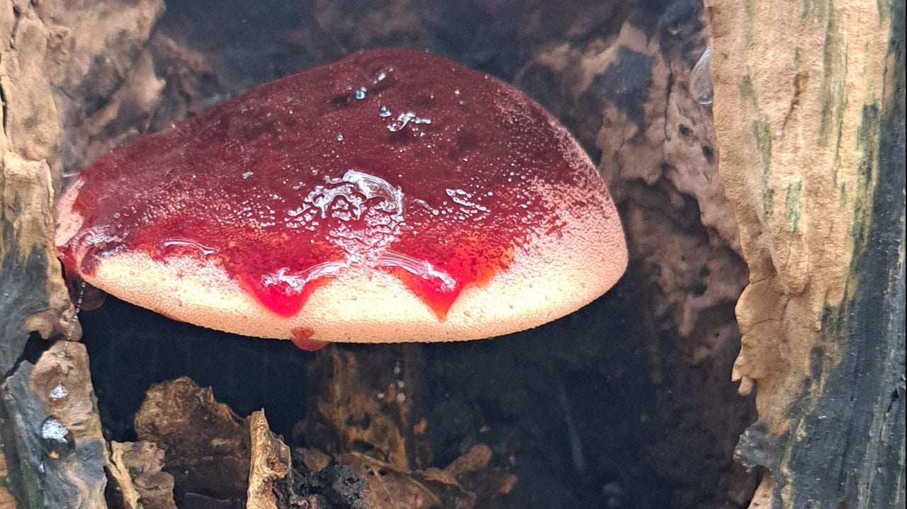 Lekkende biefstukzwam op een verwonding op een eikenboom, foto José van Zelderen 