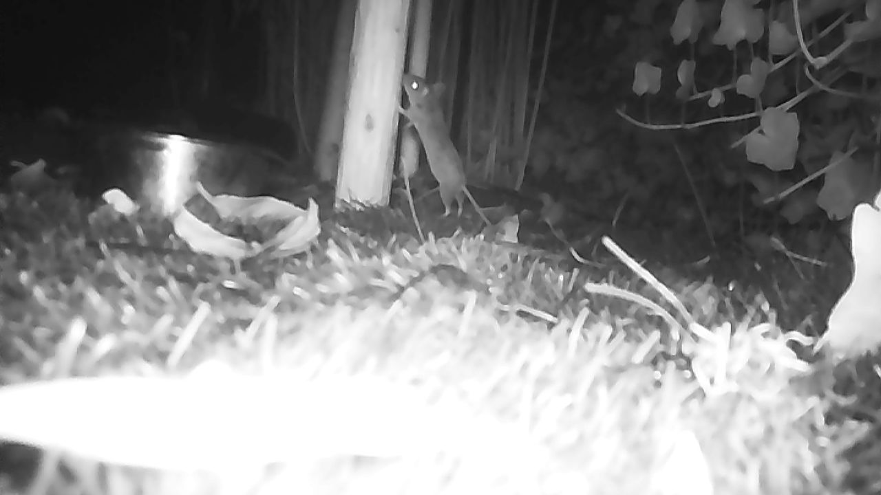 Huismuis verschijnt op camerabeeld van een wildcamera, foto René Elberse