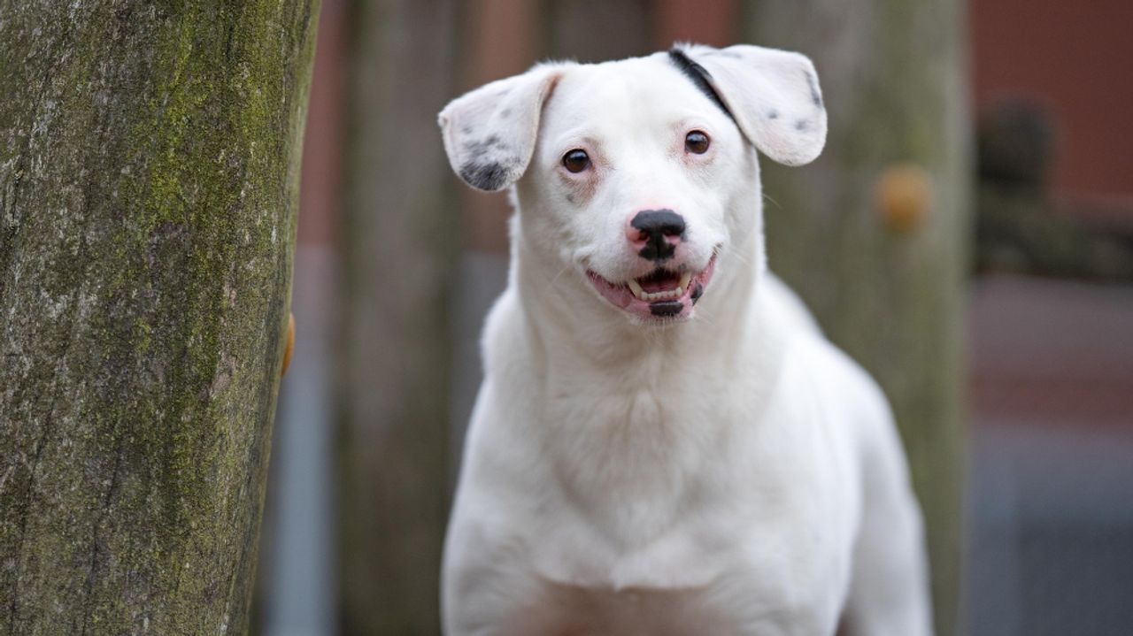 Pimmetje zoekt een nieuwe baas (foto: DOC Breda).