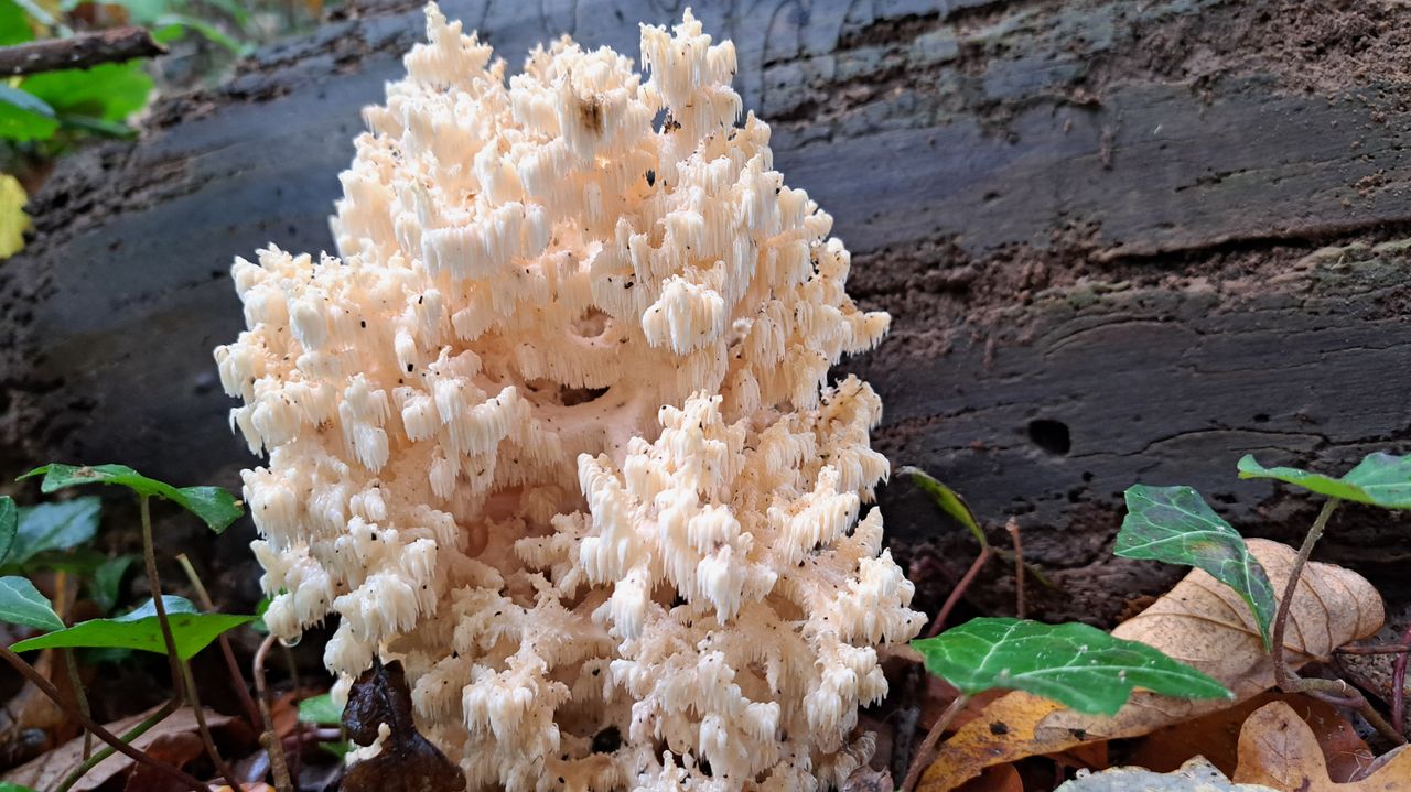 Deze kammetjesstekelzwam leeft van dood materiaal (foto: Trinette Brouwers).