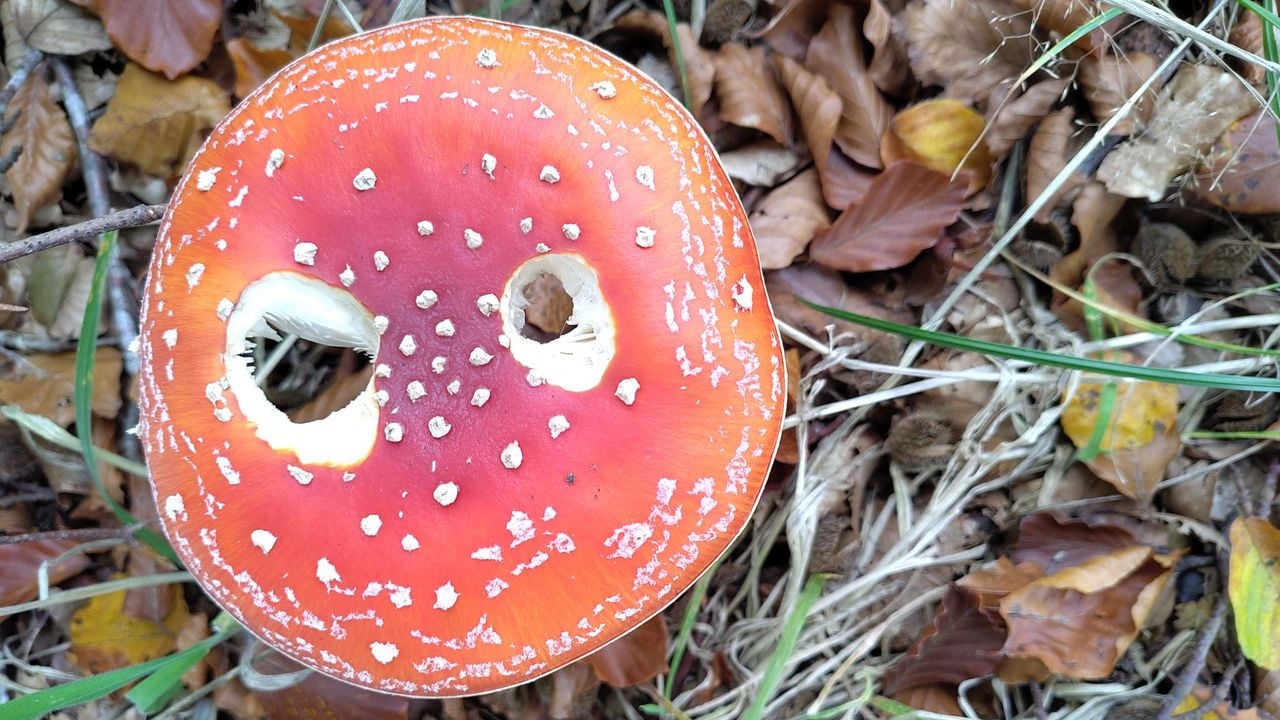 Hoe komen deze gaten in de hoed? (foto: Simone Bastianen Odijk).