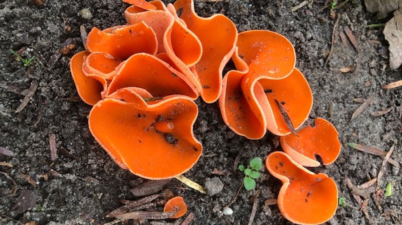 Deze boomzwammen hebben geen steel (foto: Tinie Rovers).