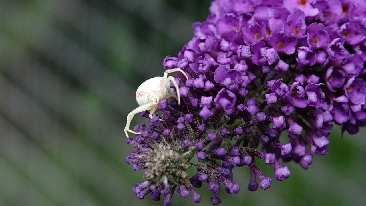 Deze prachtige foto is gemaakt door Tom en Nellie van den Heuvel. 