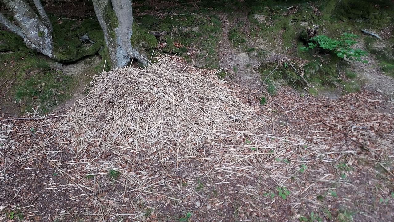 Wat voor nest is dit? (foto: Henk Meelen).