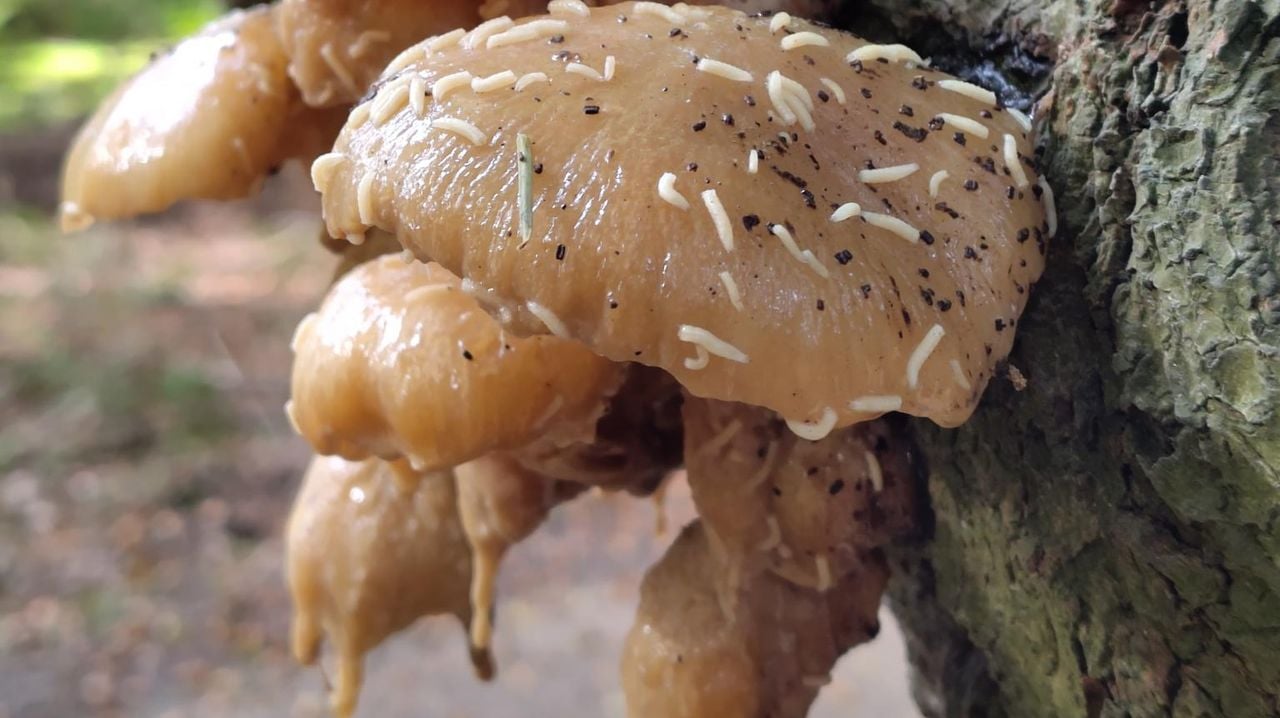 Wat is dit druipende goedje? (foto: Simone Bastianen Odijk).