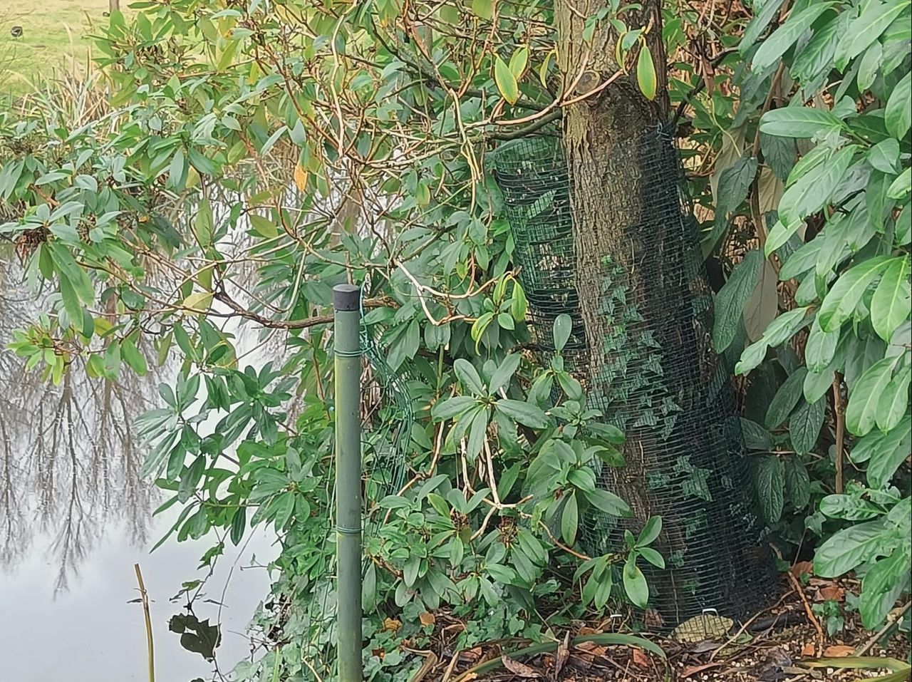 Gaas om de bomen te beschermen