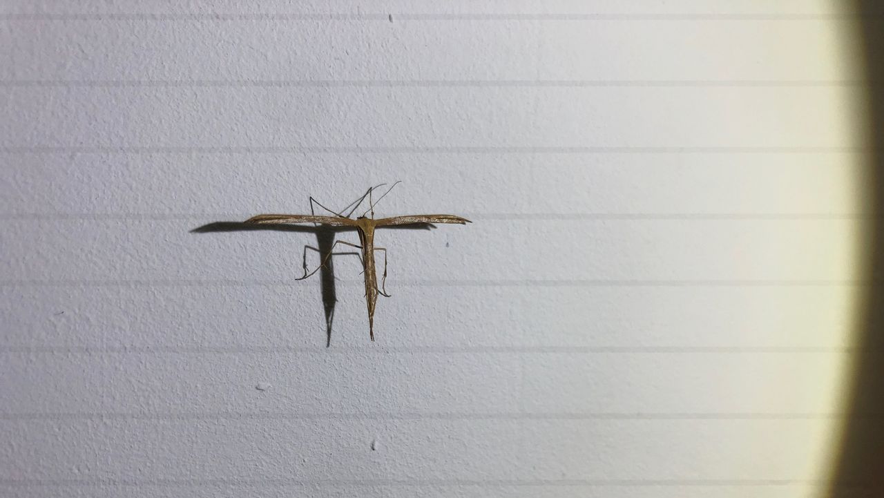 Foto: Karel den Biggelaar. 