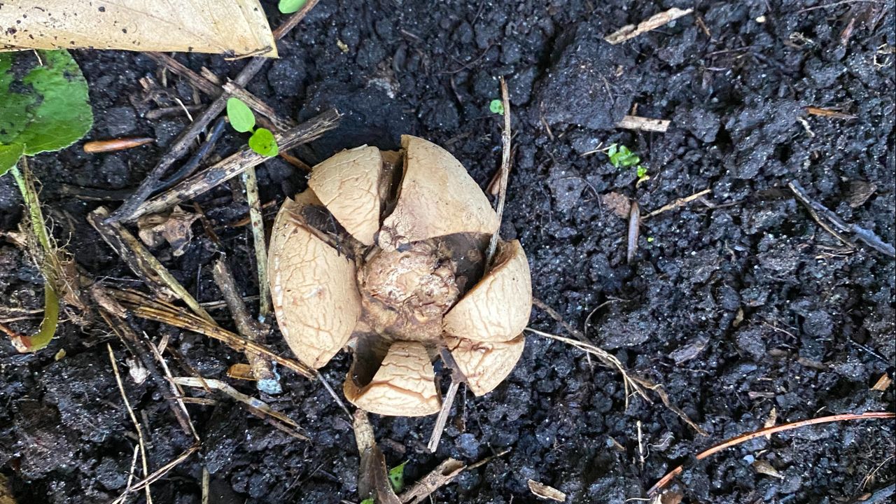 Ook dit is een gekraagde aardster (foto: Frans Kapteijns). 