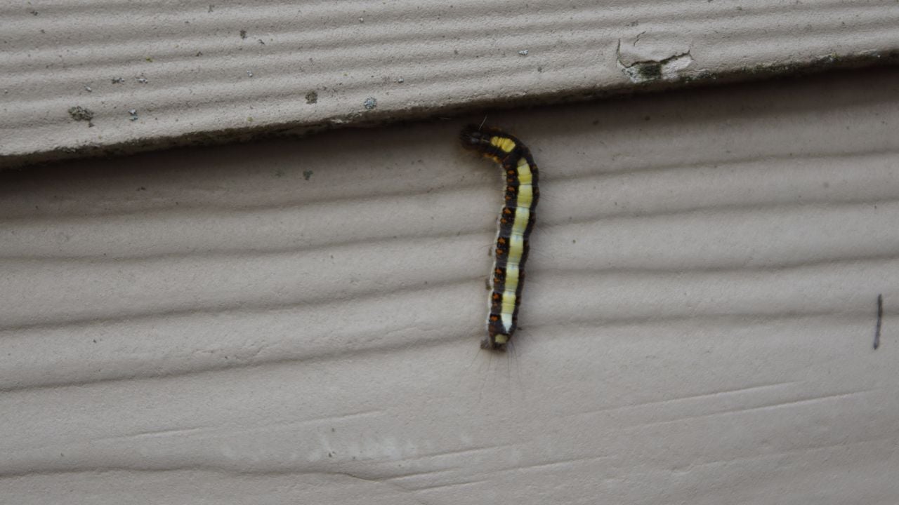 Rups van een psi-uil (foto: Tiny van de Sande).