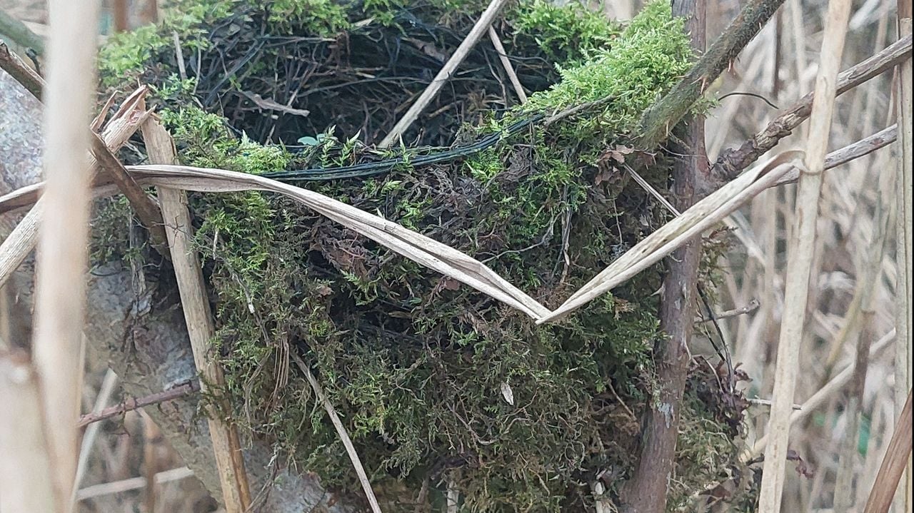 Het nestje van een roodborst (foto: Sjef Eldering).