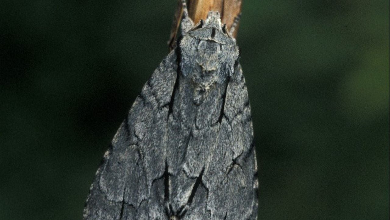 De psi-uil (foto: Vlinderstichting).