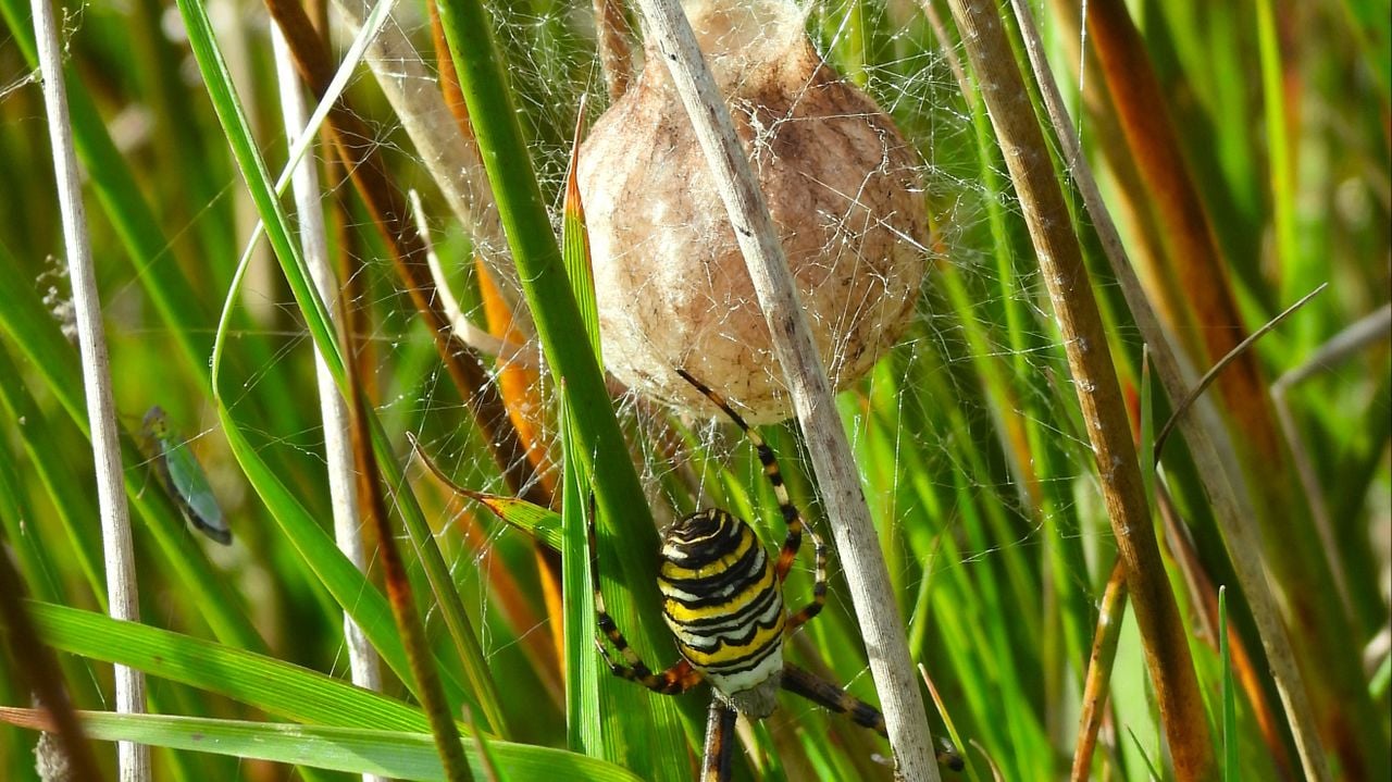 Wespspin met een cocon (foto: André van Drunen).