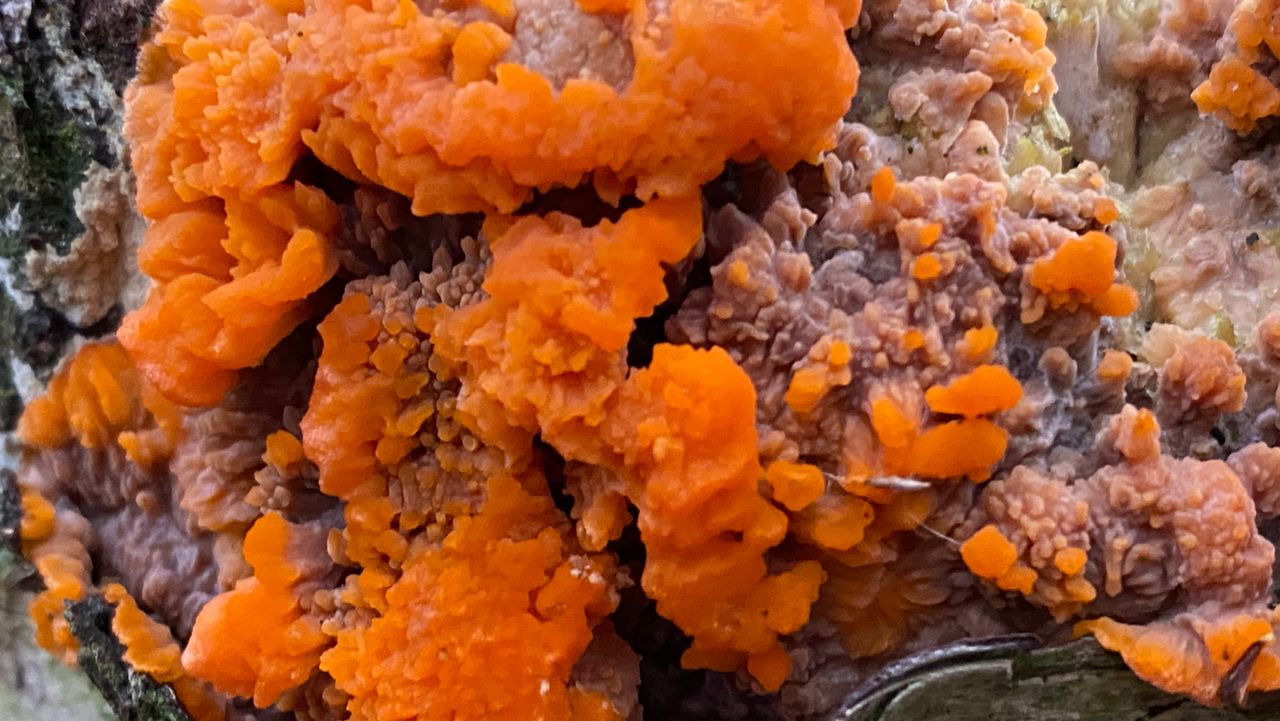 Foto: Frans Kapteijns. 