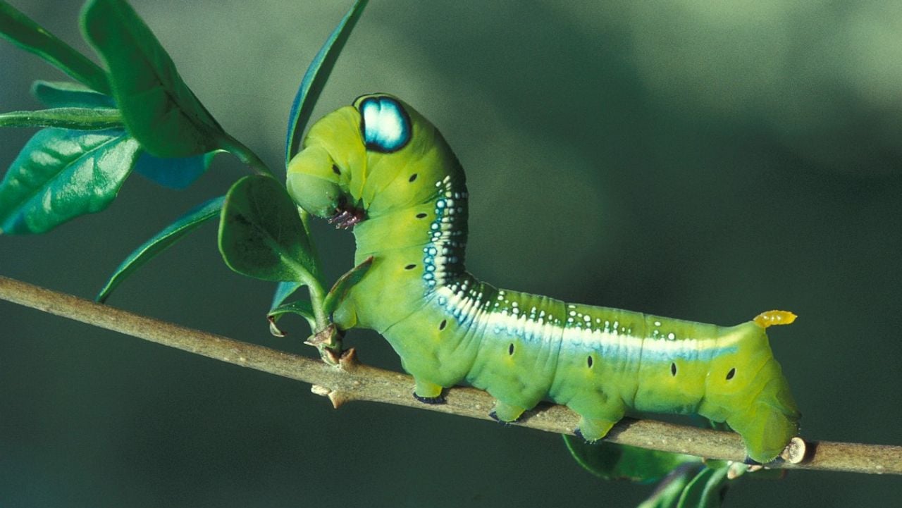 Rups van een oleanderpijlstaart (foto: Vlinderstichting).