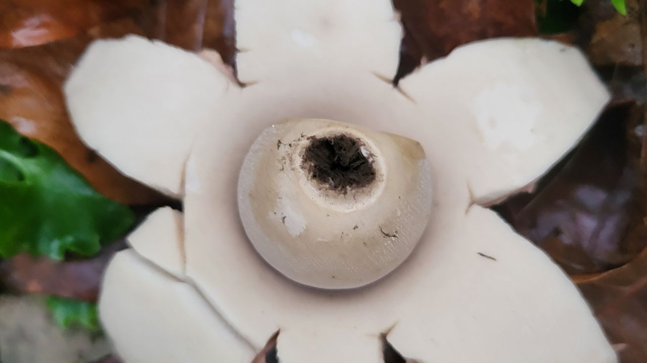 Gevonden onder een laurierstruik, een gekraagde aardster (foto: Kees Smulders). 