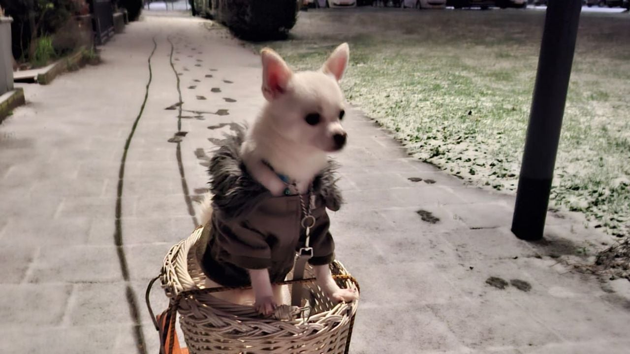 Hondje Bartje op de slee (Foto: Monique).  