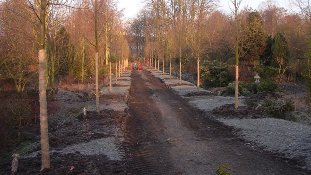 De bomen werden in 2007 aangeplant (foto: Johan van Oosterhout).
