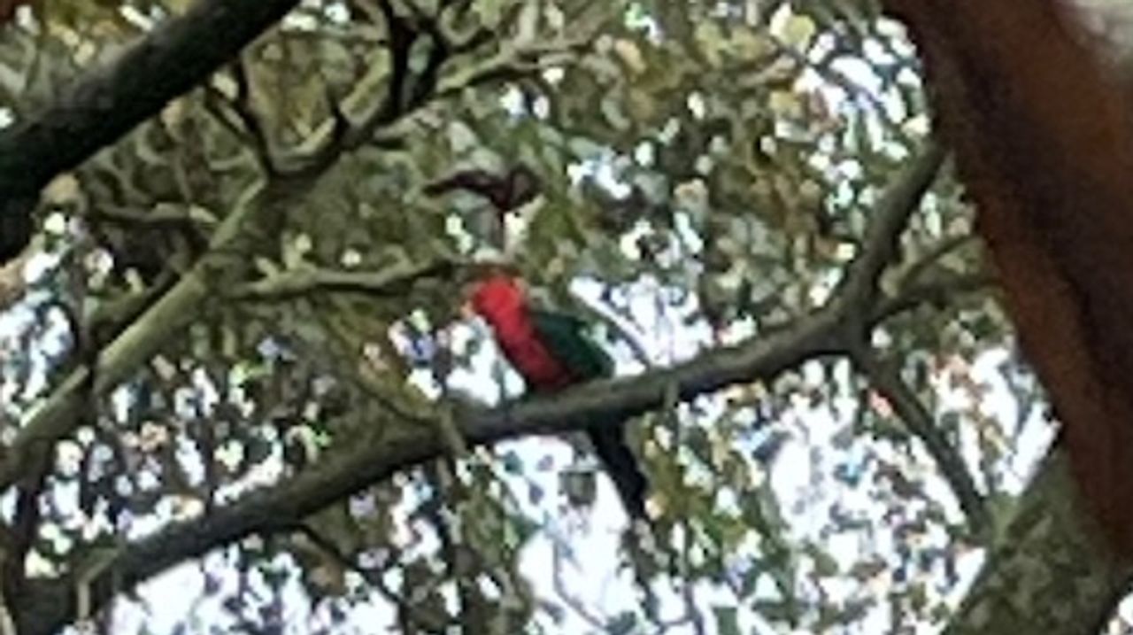 De koningsparkiet eet voornamelijk bessen en zaden(foto: Antje De Bruyn)