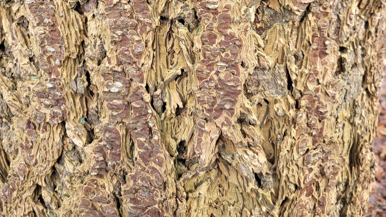 De mooie schors van de Douglasspar (foto: Frans Kapteijns).