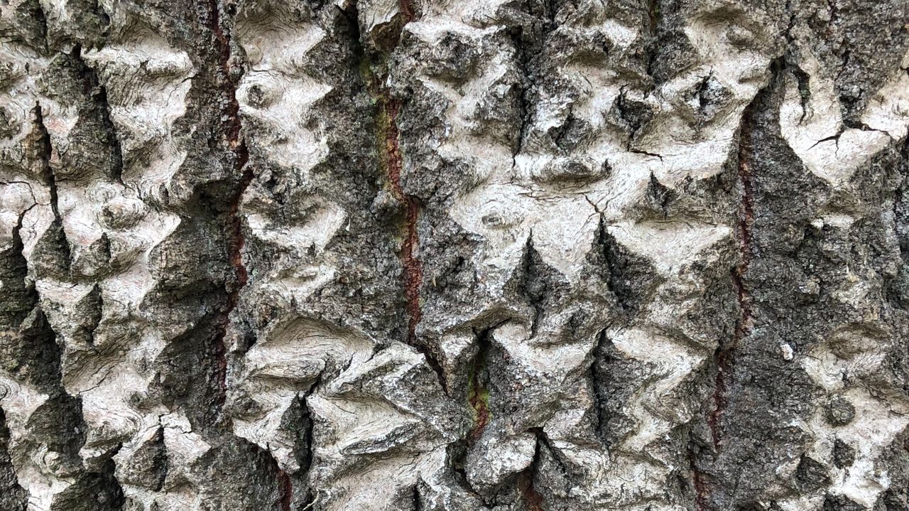 Het mooie patroon van de Douglasspar (foto: Frans Kapteijns).