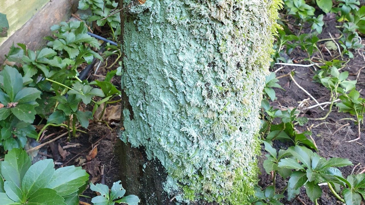 Witte wol onderaan een boom (foto: Martin Neggers)