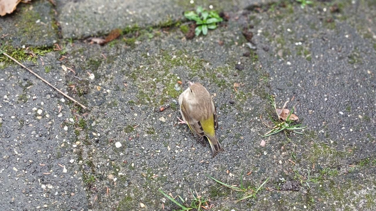 Het versufte vogeltje (foto: Elly Stoffelen)