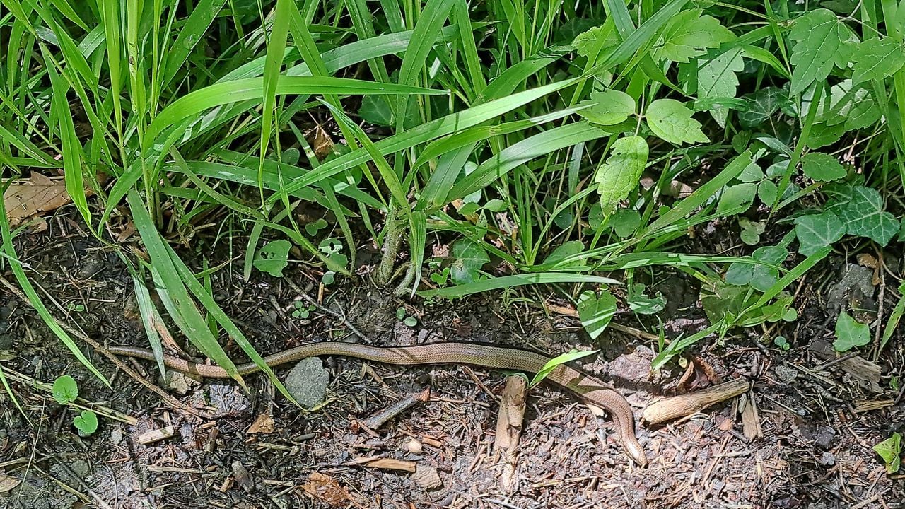 Een hazelworm (foto: Jannie van Dongen)