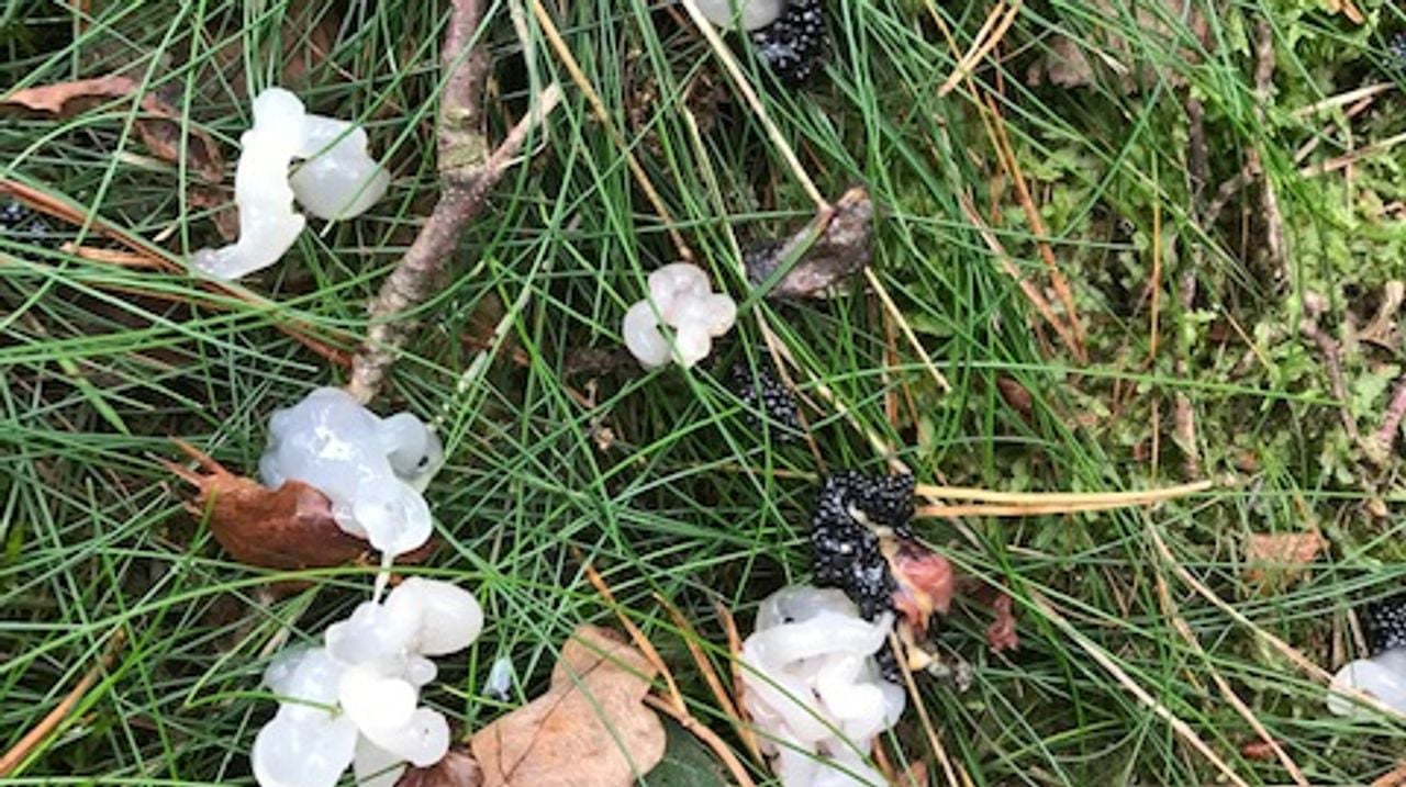 Sterrensnot (foto: Patrizia van Houwelingen)