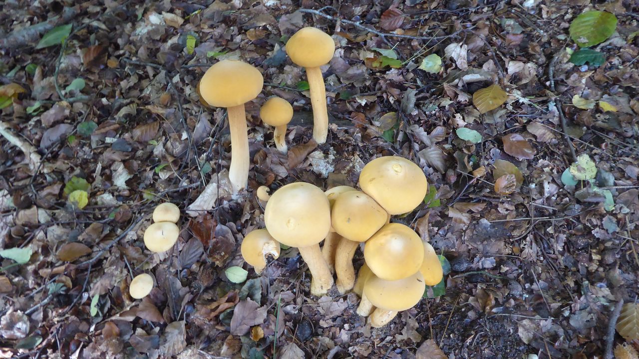 Gezien in een bosgebied paddenstoelen, maar deze soort nog nooit eerder gezien. Paddenstoelen van de goudhoed zwam, foto Marijke Saedt 