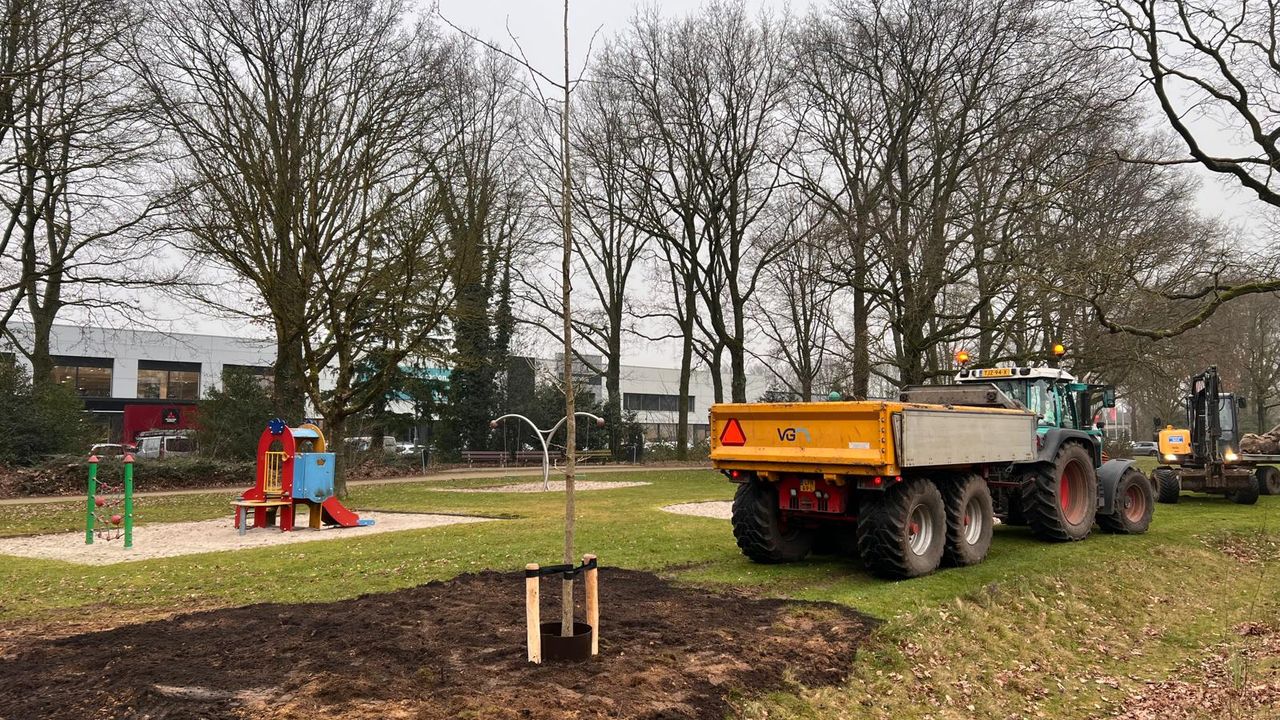 De boom pronkt nu op de Baronielaan (foto: Henri Lanters).