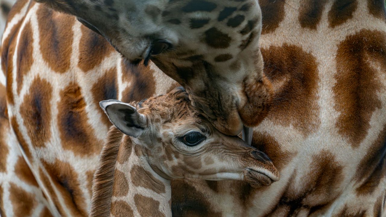 De kleintjes en hun moeders maken het goed (foto: Beekse Bergen/Mariska Vermij - van Dijk).