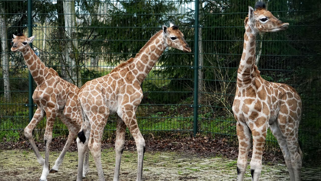 Drie Nubische giraffen zijn geboren in de Beekse Bergen (foto: Beekse Bergen/Mariska Vermij - van Dijk).