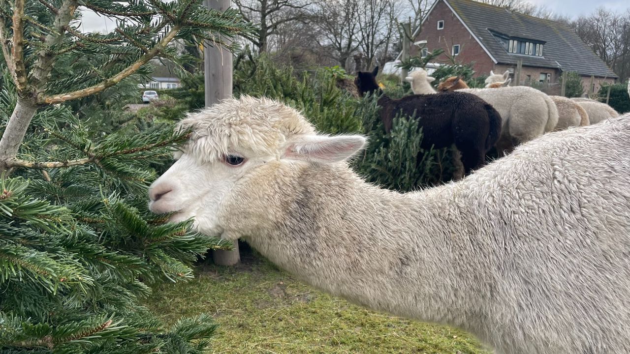 Deze alpaca smult lekker van een oude kerstboom (foto: Imke van de Laar).