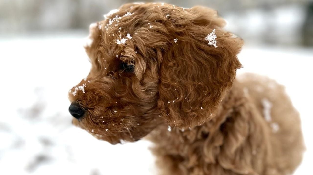 Acht weken oude pup Charlie in de sneeuw in Veghel (foto: Dennis Lunenburg). 